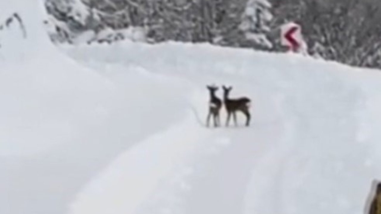 Sinop İl Özel İdaresi ekipleri, karın tadını çıkaran karacalarla karşılaştı
