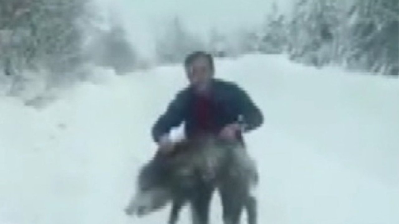 Sinop’ta bir vatandaş yaban domuzu sürüsüne dalıp eliyle yakaladı