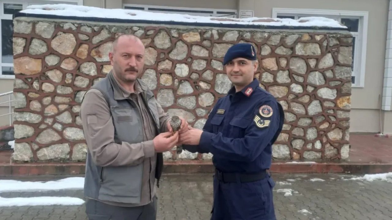 Sinop’ta jandarma ekipleri yaralı kuşa umut oldu