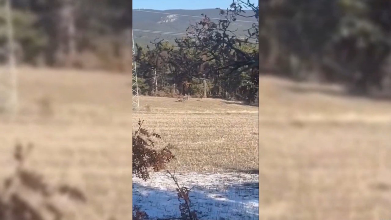 Sinop’ta yaban hayatı objektiflere yansıdı