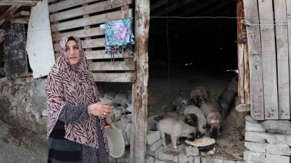 Sokak köpeği 10 yavru doğurdu, sahip çıkan kadın çaresiz kaldı