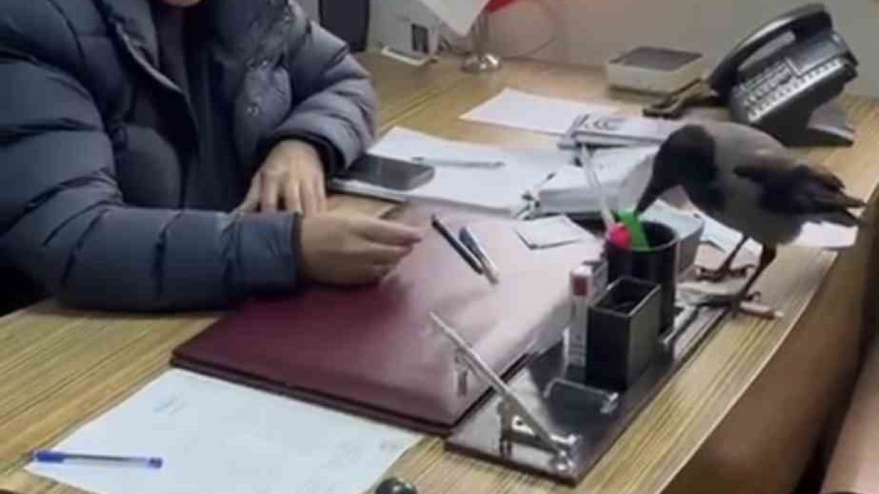 Trabzon’da belediye başkanının gülümseten karga diyaloğu