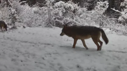 Yiyecek arayan vaşak ile kurtlar fotokapana yansıdı