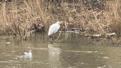 Alaplı Çayı yüzlerce kuş türüne köprü oluyor