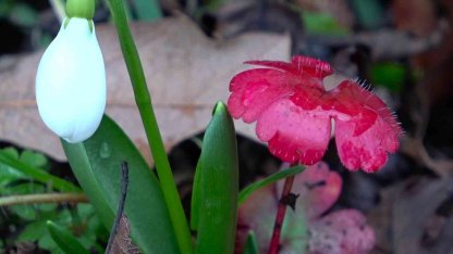 Amasya’nın dağlarında çiçekler açmaya başladı: "Anadolu’daki bitkiler milli servet"