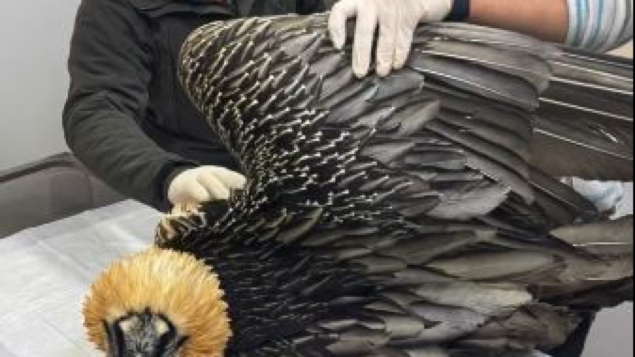 Artvin’de sakallı akbaba tedavisinin ardından yeniden doğaya salındı