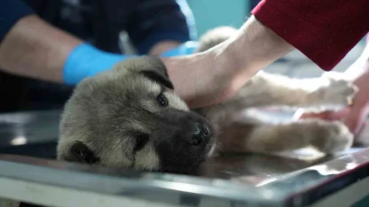 Bayburtlu şoförden insanlık dersi: Başka sürücünün çarpıp kaçtığı yaralı köpeğe umut oldu