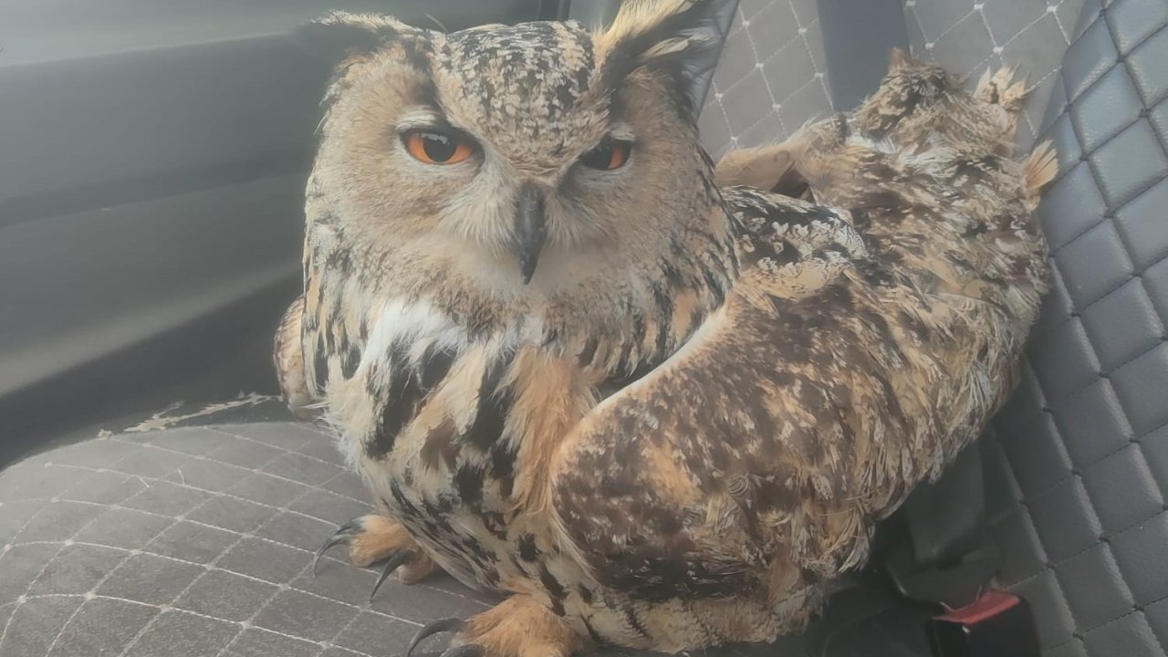 Bayburt’ta bulunan puhuda mantar enfeksiyonu tespit edildi