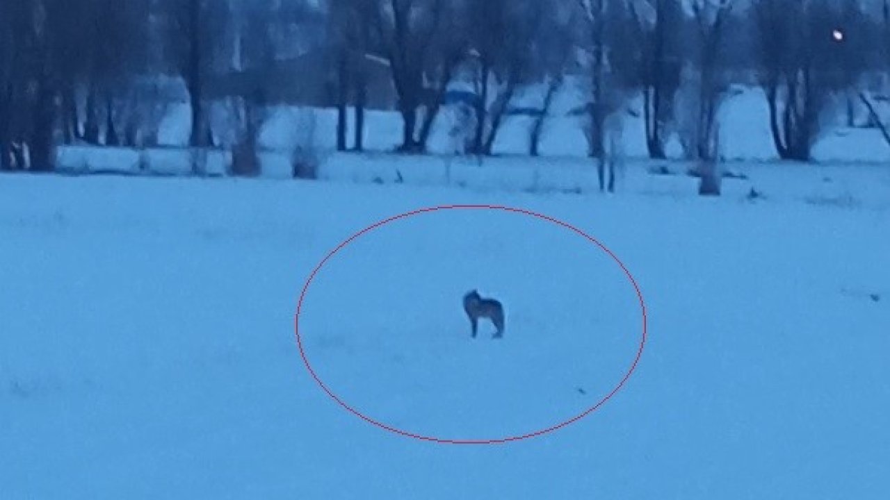 Bayburt’un Arpalı beldesinde 3 kurt görüldü