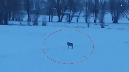 Bayburt’un Arpalı beldesinde 3 kurt görüldü