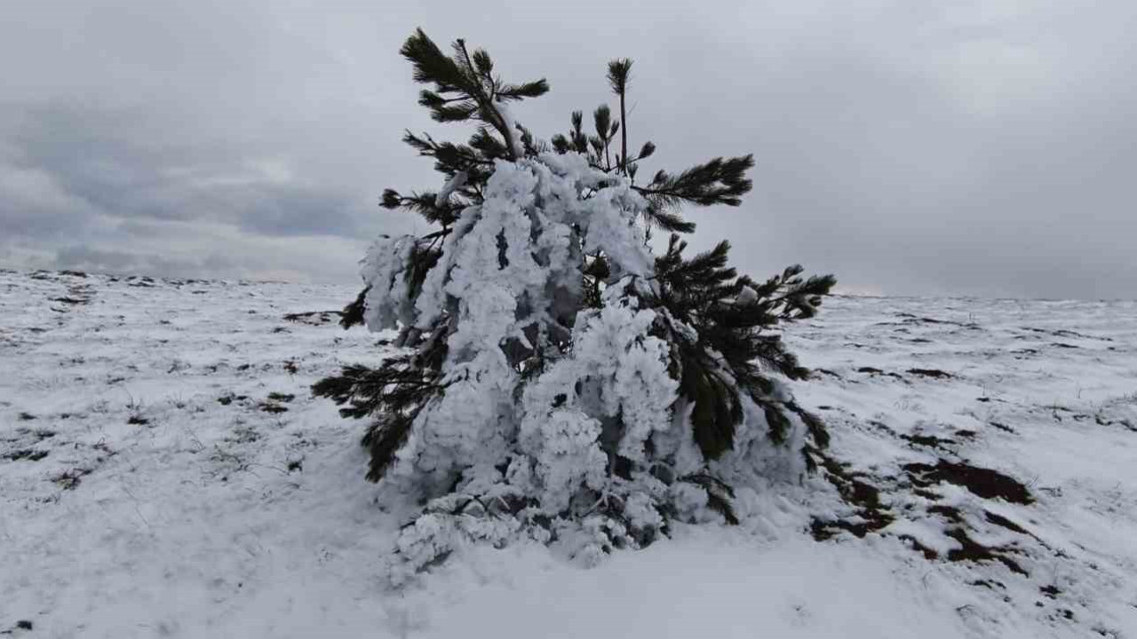 Bolu’da soğuk hava ağaçları dondurdu