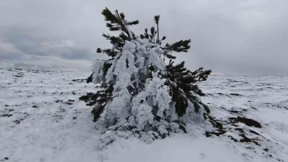 Bolu’da soğuk hava ağaçları dondurdu