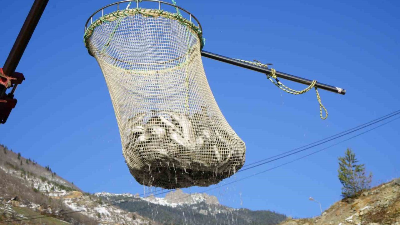 Denizi olmayan Gümüşhane’de alabalık üretimi 2 bin tona ulaştı