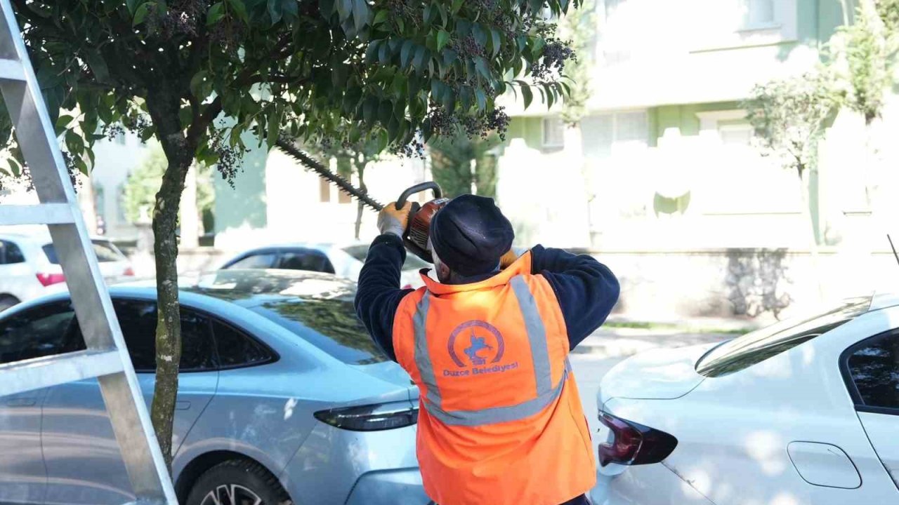 Düzce Belediyesi ağaçları bahara hazırlıyor