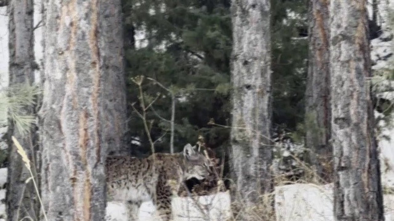 Erzurum’da nesli tehdit altındaki vaşak görüntülendi