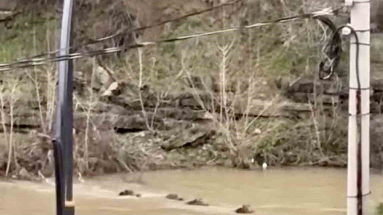 Filyos Çayı’nı yüzerek geçen yaban domuzları kamerada