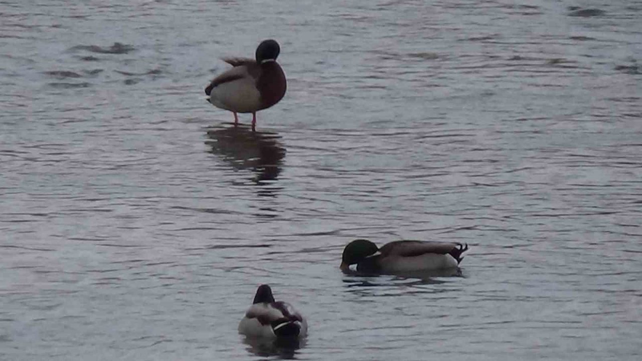 Kars’ta yaban hayatı şehre indi: Yeşilbaş ördeklerin yemek mesaisi kamerada