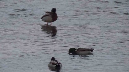 Kars’ta yaban hayatı şehre indi: Yeşilbaş ördeklerin yemek mesaisi kamerada