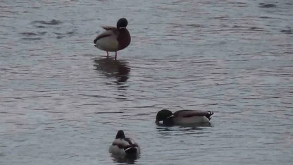 Kars’ta yaban hayatı şehre indi: Yeşilbaş ördeklerin yemek mesaisi kamerada