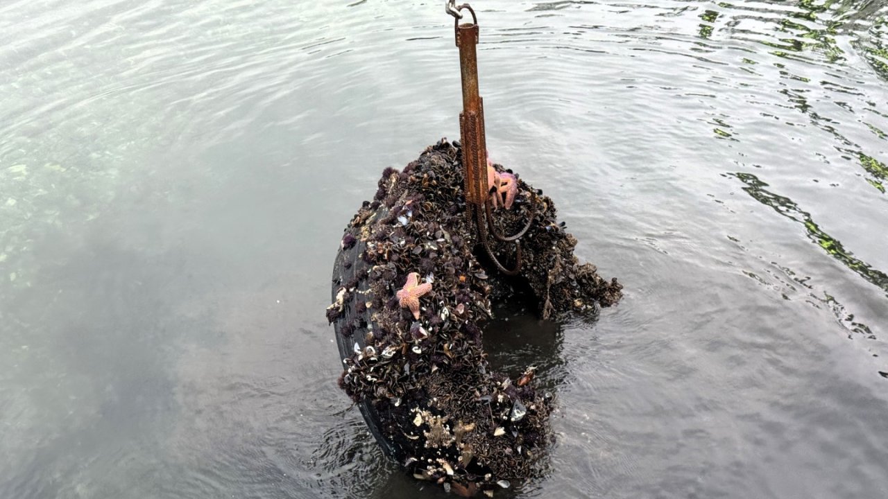 Kocaeli’de deniz dibinden 50 lastik çıktı