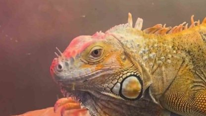 Koruma altındaki 3 hayvan Samsun’da ele geçirildi