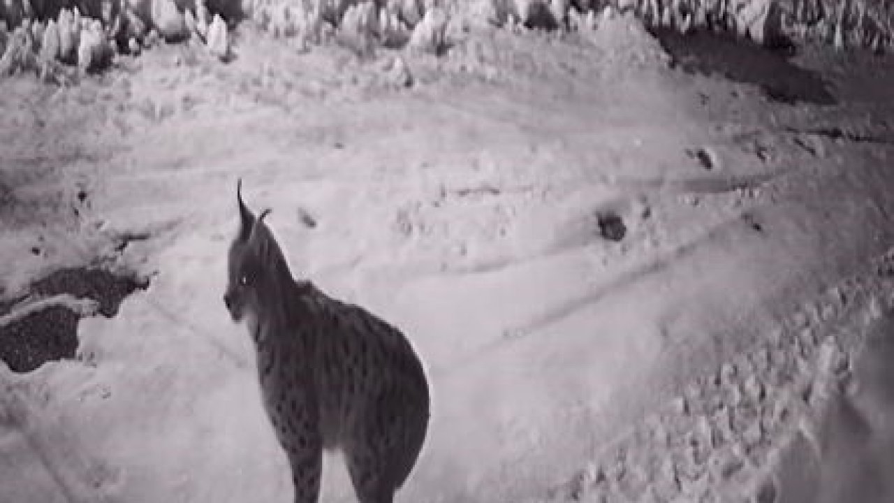 Köye inen aç kalan yabani hayvanlar güvenlik kameralarına yakalandı