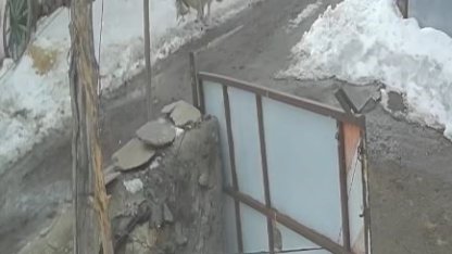 Köye inen kurt kaz sürüsüne saldırdı