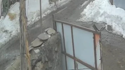 Köye inen kurt kaz sürüsüne saldırdı