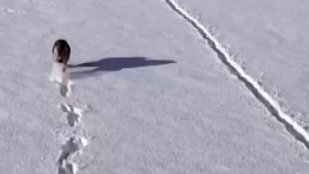 Kurtlar karlı arazide ağzında kemikle görüntülendi