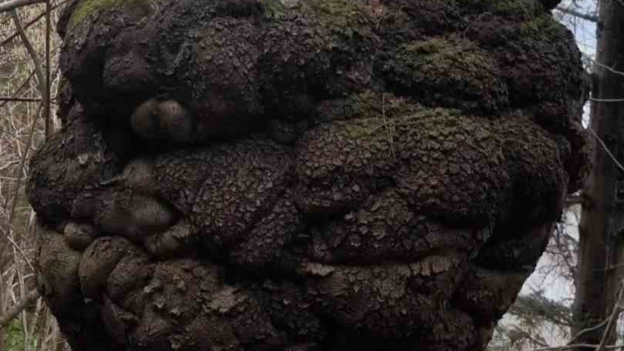 Ormanın kalbindeki ağaç yumrusu görenleri hayrete düşürdü