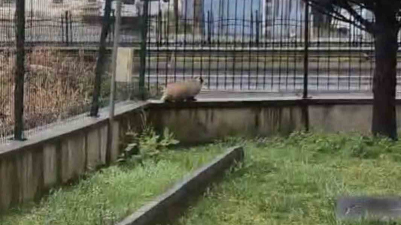 Porsuk yanlışlıkla site bahçesine girerse...