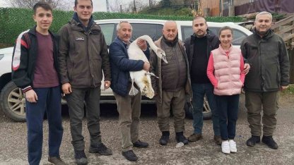 Sahil kenarında bulunan kuğu koruma altına alındı