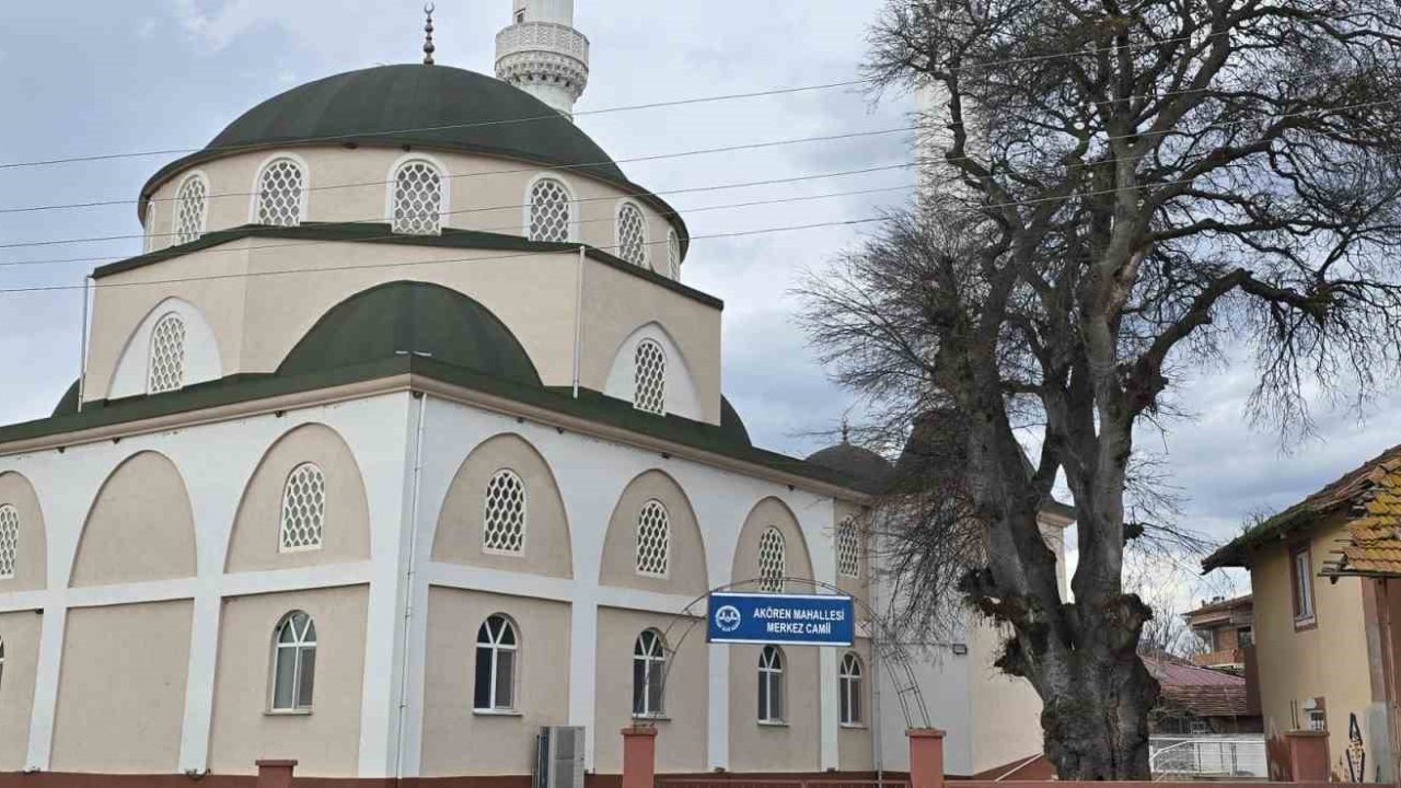 Samsun’da asırlık çitlembik ağacı için ’koruma’ çağrısı