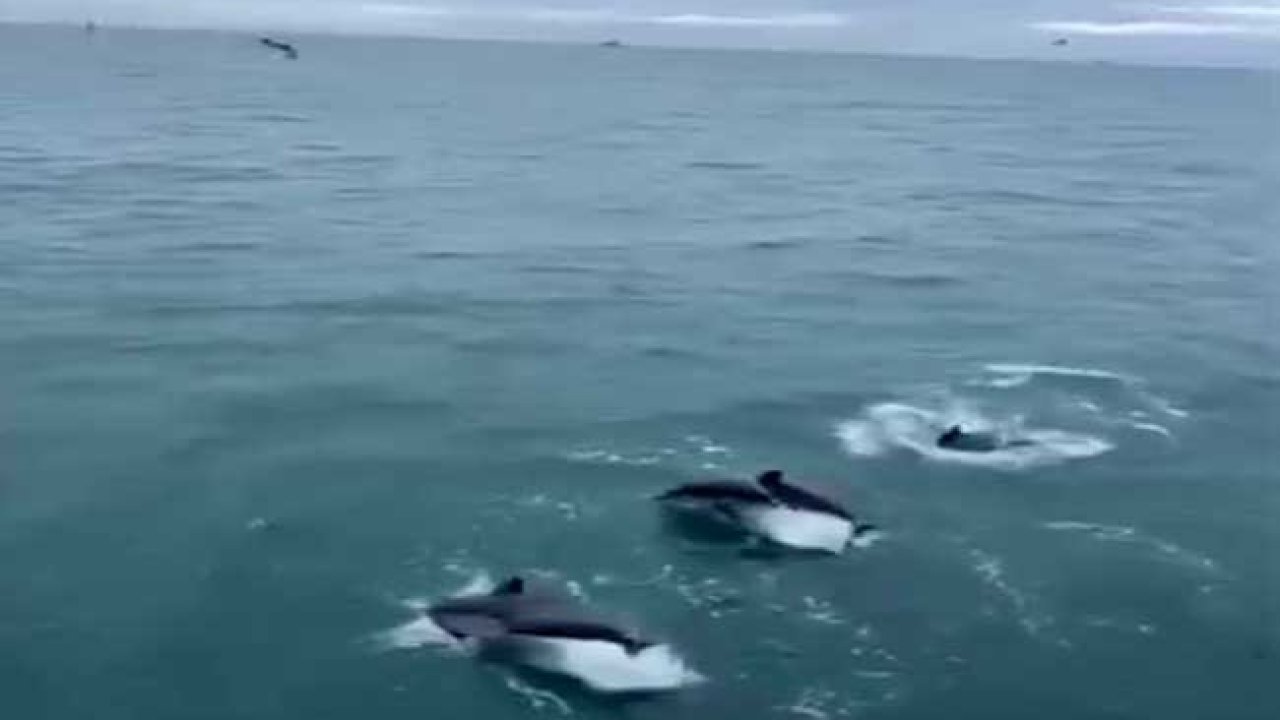 Sinop’ta yunusların balıkçı teknesiyle dansı kamerada