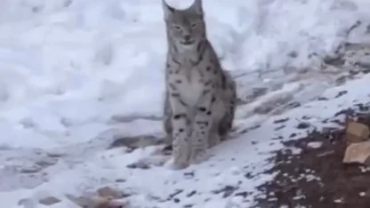 Şiran’da yerleşim alanında vaşak görüntülendi
