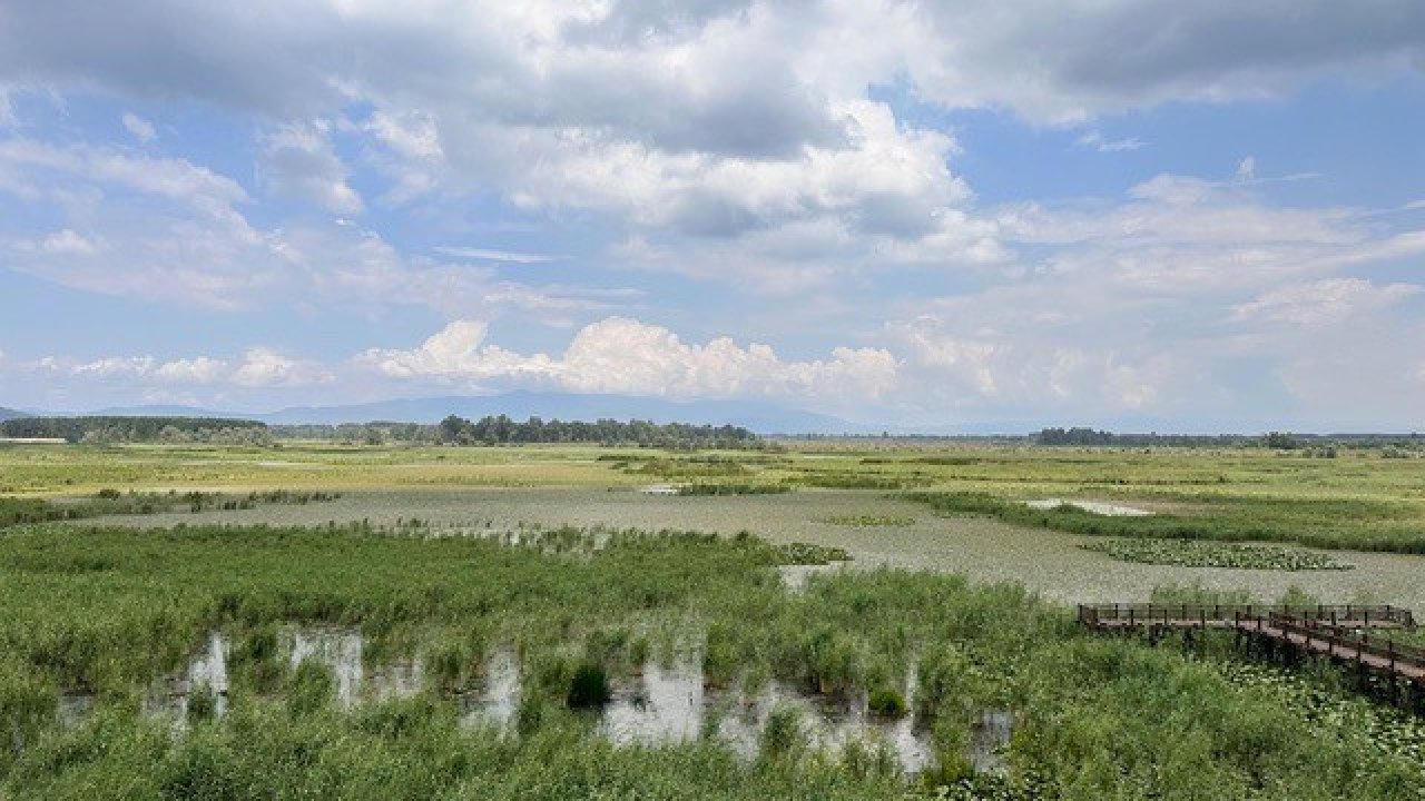 Su bitkileri ile doğal arıtma