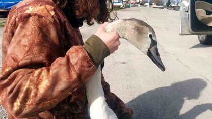 Vatandaşların bulduğu yaralı kuğu tedavi altına alındı