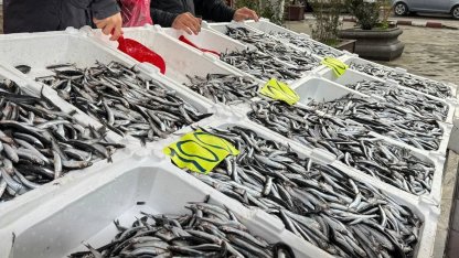 Zonguldak’ta Sevgililer Günü’ne özel hamsi kampanyası: Kilosunu 100 liradan sattılar
