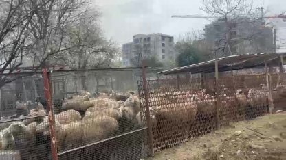 Ahırda çıkan yangında çok sayıda hayvan telef oldu