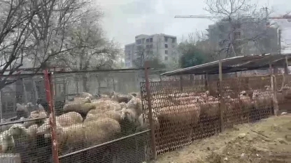 Ahırda çıkan yangında çok sayıda hayvan telef oldu