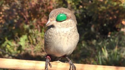 Atmacacılık geleneği için Meclis’ten karar çıktı