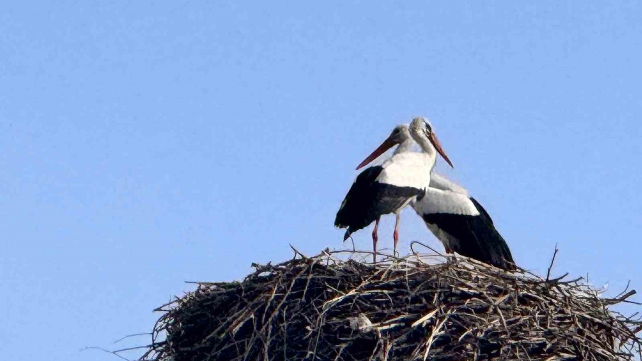 Baharın habercisi leylekler Ardahan’a ulaştı