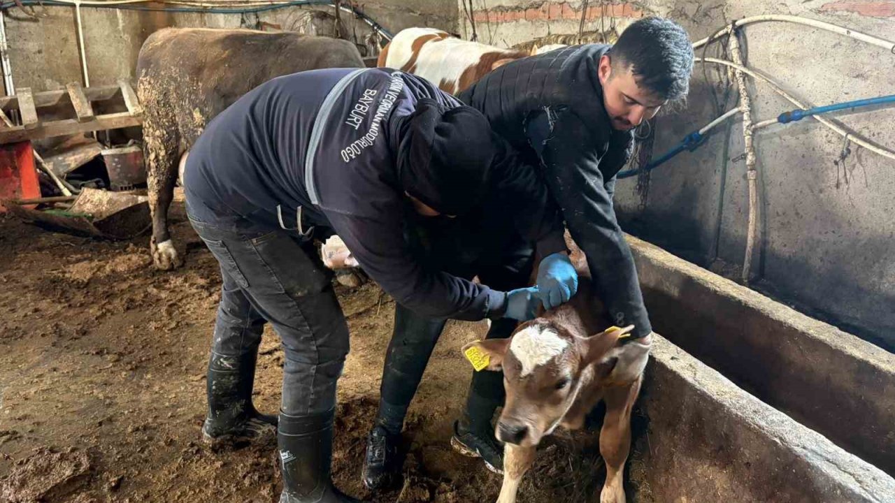 Bayburt genelinde şap, brusella aşılamaları ve küpeleme çalışmaları sürüyor