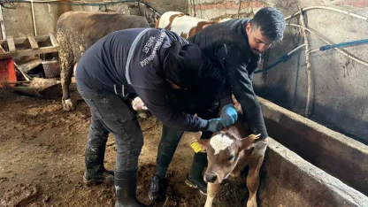 Bayburt genelinde şap, brusella aşılamaları ve küpeleme çalışmaları sürüyor