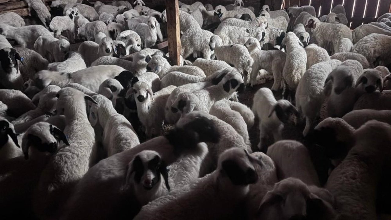 Bayburt’ta buzağı, malak, kuzu ve oğlak desteği ikinci dönem başvuruları yarın başlıyor