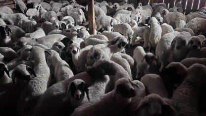 Bayburt’ta buzağı, malak, kuzu ve oğlak desteği ikinci dönem başvuruları yarın başlıyor