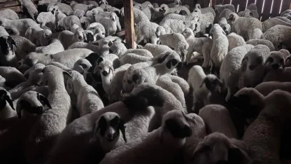 Bayburt’ta buzağı, malak, kuzu ve oğlak desteği ikinci dönem başvuruları yarın başlıyor