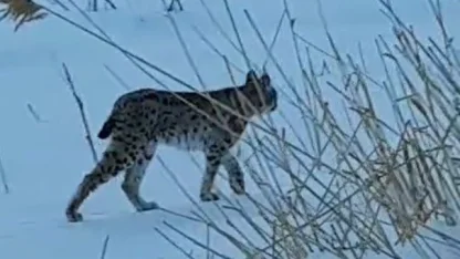 Bayburt’ta karlı arazide görülen vaşak vatandaşları heyecanlandırdı