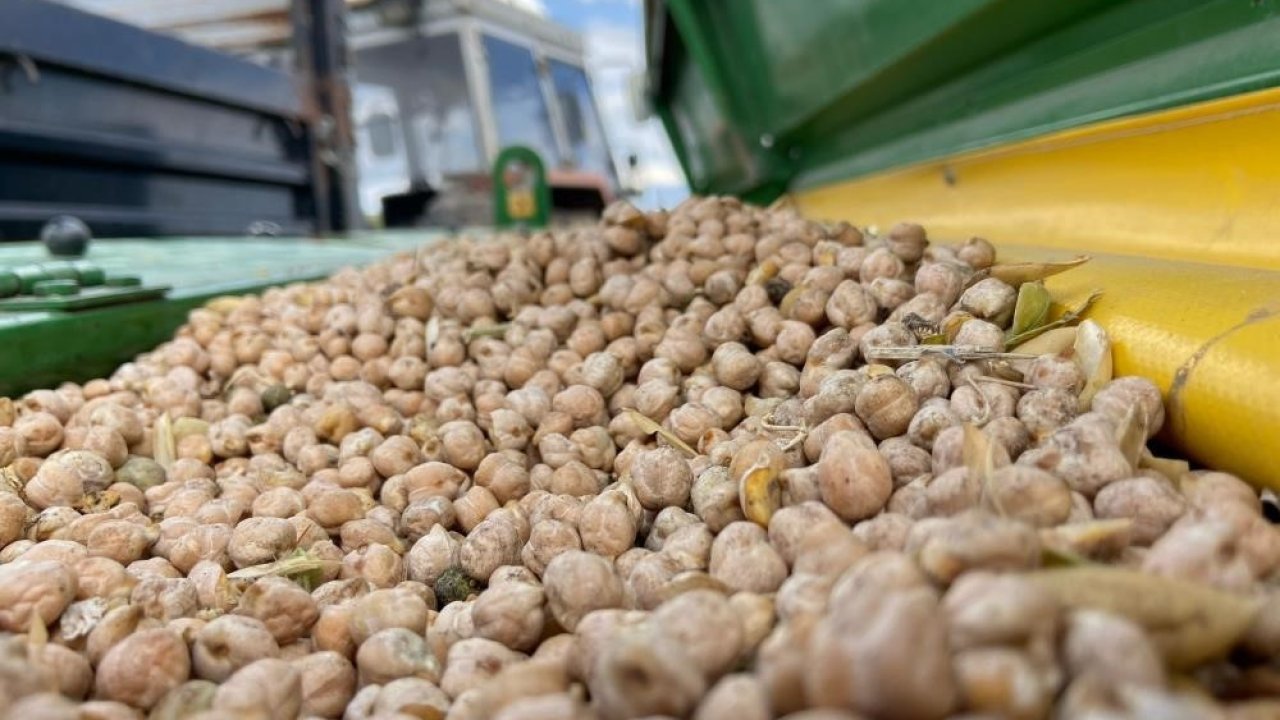 Bayburt’ta üreticilere yüzde 75 hibeli nohut tohumu desteği