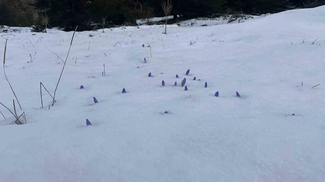 Bolu’da açan çiğdemler kar altında kaldı